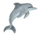 Current Beach Conditions Showcase Card Image