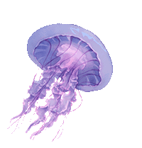 Current Beach Conditions Showcase Card Image