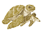 Current Beach Conditions Showcase Card Image