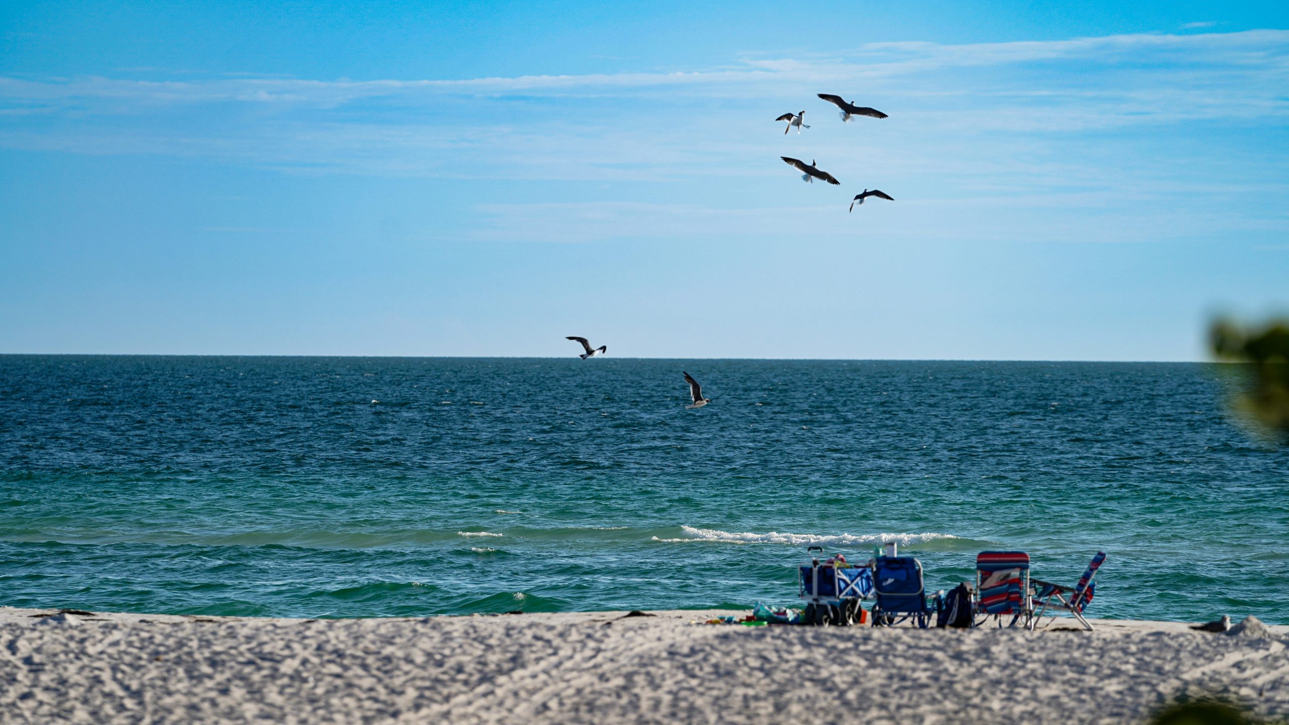 A group of seagulls flies over some beach chairs and a beach cart on one of the pristine sandy beaches with clear blue ocean water found on Anna Maria Island in Florida.