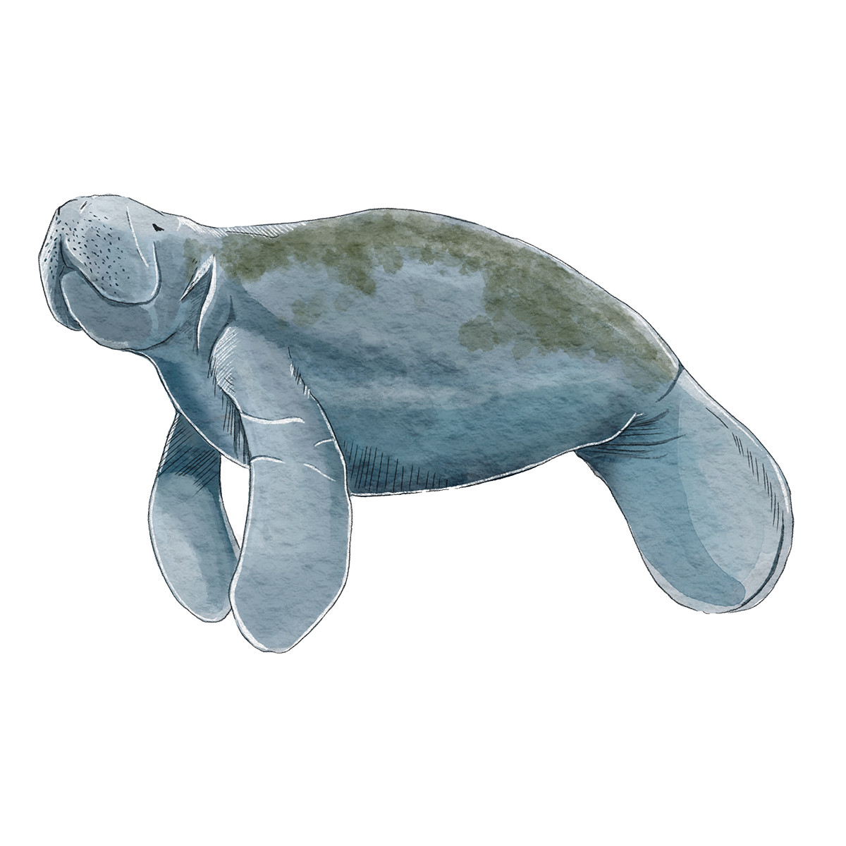 Love It Like A Local