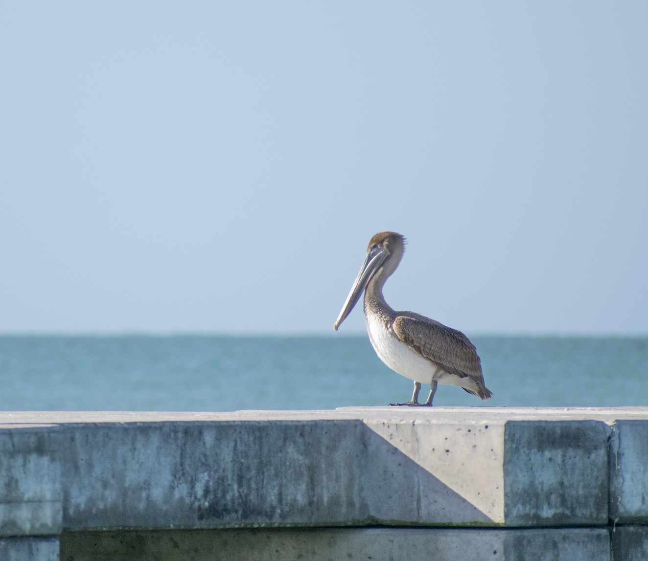 a bird standing on a concrete ledge