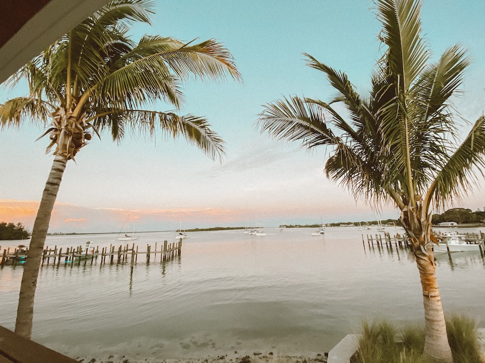 palm trees next to a body of water